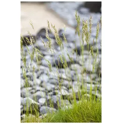 Festuca mairei, Atlas-Schwingel, ca. 9x9 cm Topf