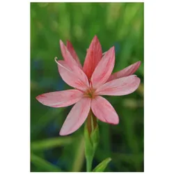 Schizostylis coccinea, Scharlach-Kaffernlilie, rot, ca. 9x9 cm Topf