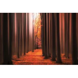 Fototapete PAPERMOON "Photo-Art CHRISTIAN LINDSTEN, WECKE MICH NICHT AUF", bunt, B:5,00m L:2,80m, Vlies, Tapeten