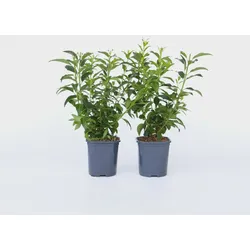 Plant in a Box - Forsythie - 2 Stk - Forsythia intermedia 'Minigold' - Höhe 25-40cm - Topf 17cm