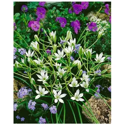 Ornithogalum umbellatum, Dolden-Milchstern, weiß, ca. 9x9 cm Topf