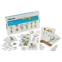Betzold Frühblüher Magnet‐Set – Pflanzen entdecken mit mehrsprachigen Karten