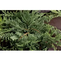 PlantaPro Juniperus horizontalis 'Blue Chip' 20-25 cm - Kriech-Wacholder,