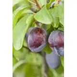 Pflanzen Für Dich Prunus domestica 'Stanley', Pflaume, süß, 150–200 cm