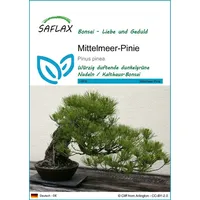 SAFLAX - Bonsai - Mittelmeer-Pinie - 6 Samen -