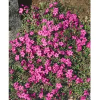 Pflanzen Für Dich Phlox stolonifera 'Home Fires', Teppich-Phlox, rosa,