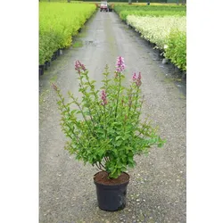 Gartenkrone Zwerg–Duftflieder, Syringa meyeri »Josée«, Blätter: grün, Blüten: rosa/purpurfarben
