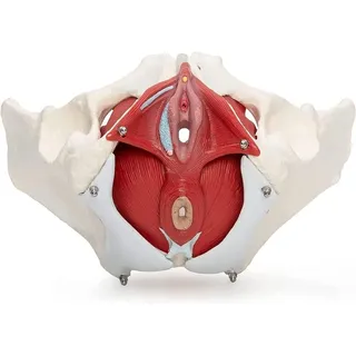 Beckenbodenmodell, 3D-Modell Des Weiblichen Beckenbodens, Beckenmodell, Lebensgroßes Becken, Anatomisches Modell, Weibliches Beckenmodell mit Muskeln, 7 Teile, Medizinisches Anatomisches Beckenmodell