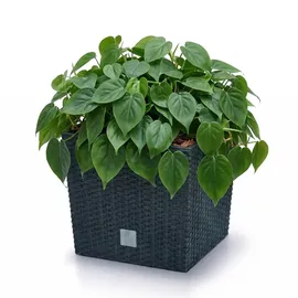 Prosperplast Blumentopf 26,6 26,2 x 26,2 x 26,6 cm Anthrazit