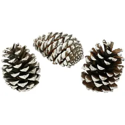 Tannenzapfen Deko Naturzapfen beschneit 3er Set Natur / Braun