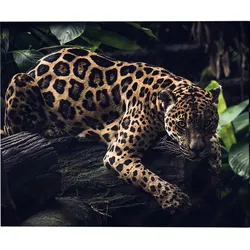 ANY IMAGE Kunstdruck »Jaguar«, mehrfarbig, Alu-Dibond - bunt