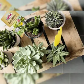 substral® naturen® Naturen Bio Gelbstecker Insektenvernichter 15 Stück