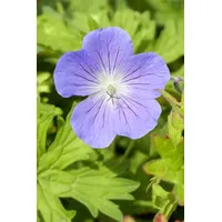 Pflanzen Für Dich Geranium pratense 'Johnson's Blue' p 0,5