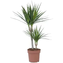 Plant in a Box Drachenbaum - Dracaena Marginata Höhe 70-80cm