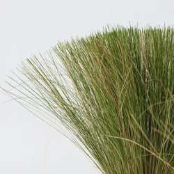 Plant in a Box Federgras - Stipa Pony Tail 3er Set Höhe 20-30cm