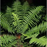 Echter Wurmfarn - großer Topf - Dryopteris filix mas