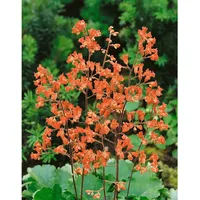 Pflanzen Für Dich Heuchera sanguinea Leuchtkäfer Purpurglöckchen, leuchtend rot,