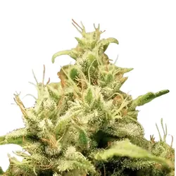 Opium | Feminisierte Cannabissamen von Paradise Seeds | 5 Hanfsamen