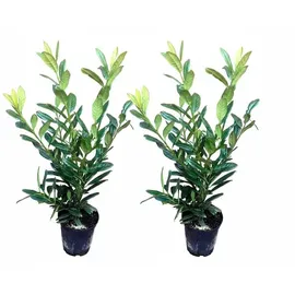 pflanzen-boering 10x Kirschlorbeer Genolia® 60-80 cm - Immergrüne Heckenpflanzen - für - Sichtschutz Pflanzen schnel...