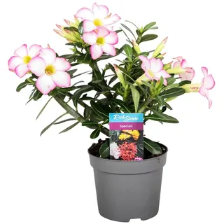 Adenium obesum Rosa- Wüstenrose - Topf 10,5cm - Höhe 25-40cm Zimmerpflanzen