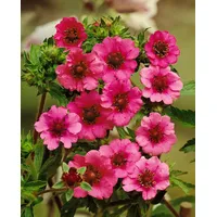 Pflanzen Für Dich Potentilla nepalensis 'Miss Willmott', Fingerstrauch, rosa,