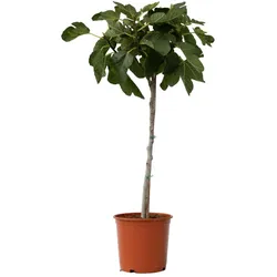 Plant in a Box Feigenbaum - Ficus Carica Höhe 70-90cm