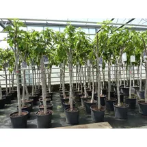 grünwaren Feigenbaum 150-180 cm Obstbaum winterhart kräftiger Stamm, Ficus Carica, Feige, Obst