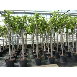 grünwaren Feigenbaum 150-180 cm Obstbaum winterhart kräftiger Stamm, Ficus Carica, Feige, Obst