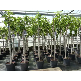 gruenwaren jakubik Feigenbaum 150-180 cm Obstbaum winterhart kräftiger Stamm, Ficus Carica, Feige, Obst