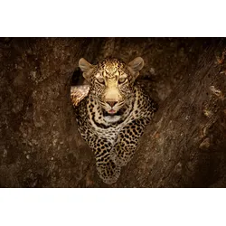 Fototapete PAPERMOON "Photo-Art OZKAN OZMEN, LEOPARD RUHT AUF EINEM BAUM IN MASAI MARA", bunt, B:4,50m L:2,80m, Vlies, Tapeten