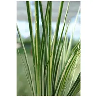 Pflanzen Für Dich Acorus gramineus 'Variegatus', Kalmus, grün-weiß, ca.