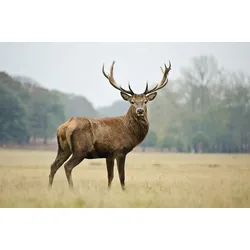 Fototapete PAPERMOON "HIRSCH-NATUR LANDSCHAFT WILD TIERE WALD BÄUME PFERDE", bunt, B:3,50m L:2,60m, Vlies, Tapeten