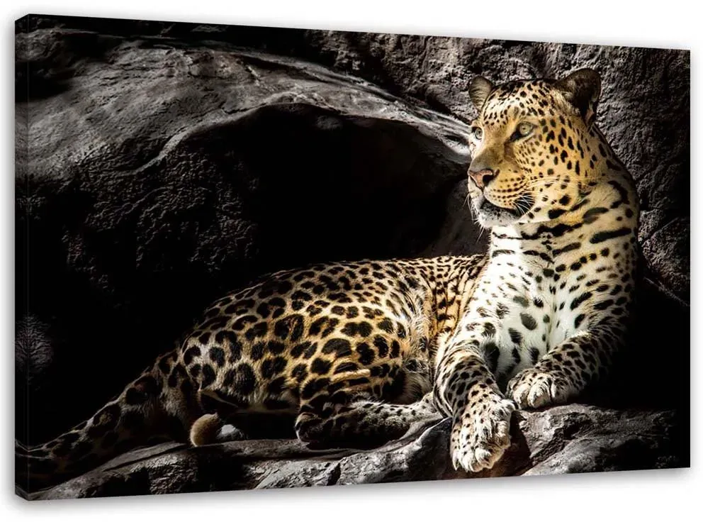 Leinwandbild Leopard-Tiere-Felsen