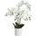 eglo living Kunstpflanze Hyuga, Künstliche Zimmerpflanze im Topf, naturgetreue Deko Pflanze für Wohnzimmer, Orchidee aus Kunststoff in Weiß,