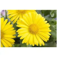 Pflanzen Für Dich Doronicum orientale 'Leonardo Compact', Gemswurz, ca.