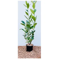 Prunus laurocerasus 'Caucasica', Kirschlorbeer, immergrün, 60–100 cm