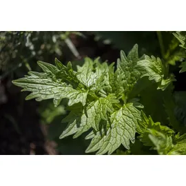 Pflanzen Für Dich Staude Valeriana officinalis