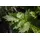 Pflanzen Für Dich Staude Valeriana officinalis