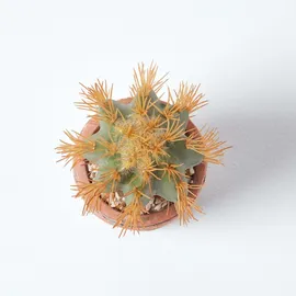 Homescapes KUNSTPFLANZE Kaktus mit orange Dornen in Topf aus Terrakotta, 15 cm