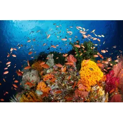 Fototapete PAPERMOON "UNTERWASSER-WELT-FISCHE KORALLE SEE MEER TIERE OZEAN", bunt, B:4,00m L:2,60m, Vlies, Tapeten