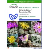 SAFLAX - Sukkulenten - Blühende Steine/Conophytum Mix - 40 Samen - Mit keimfreiem Anzuchtsubstrat - Conophytum Mix