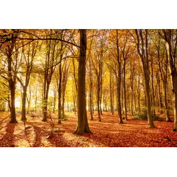 Fototapete PAPERMOON "Herbstwald", bunt, B:4,50m L:2,80m, Vlies, Tapeten