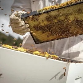 Egmont Honey Egmont Manukahonig 500g MGO 820+