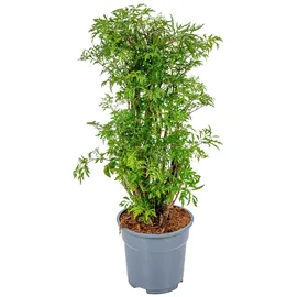Bloomique - Polyscias Fruticosa - Aralie - Zimmerpflanzen - Luftreinigend - Tierfreundlich - Höhe 50-70 cm - Topf 17 cm