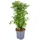 Bloomique - Polyscias Fruticosa - Aralie - Zimmerpflanzen - Luftreinigend - Tierfreundlich - Höhe 50-70 cm - Topf 17 cm