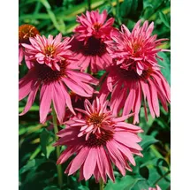 PlantaPro Echinacea purpurea 'Doppeldecker' 9x9 cm Topf – Winterhart, Mehrjährig, Pflegeleicht – Purpur-Sonnenhut – Staude für Beet & Rabatte