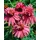 PlantaPro Echinacea purpurea 'Doppeldecker' 9x9 cm Topf – Winterhart, Mehrjährig, Pflegeleicht – Purpur-Sonnenhut – Staude für Beet & Rabatte