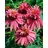 Pflanzen Für Dich Staude Echinacea purp. Doppeldecker, 1 St., Roter Sonnenhut rosa