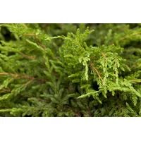 Pflanzen Für Dich Juniperus Communis Repanda Kriech-Wacholder 15–20 cm