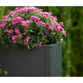 Tchibo Talus XL 100 x 25 x 77 cm Anthrazit